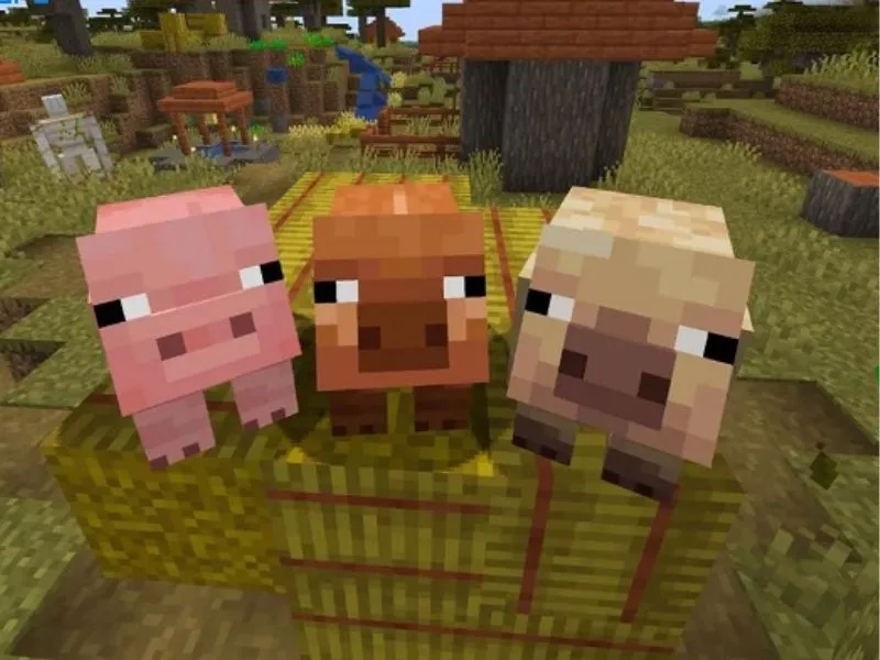 Tải Minecraft 1.21.71 APK Miễn Phí Cho Android 2 Lợn sẽ chia thành 3 loại trong Minecraft 1.21.71 APK